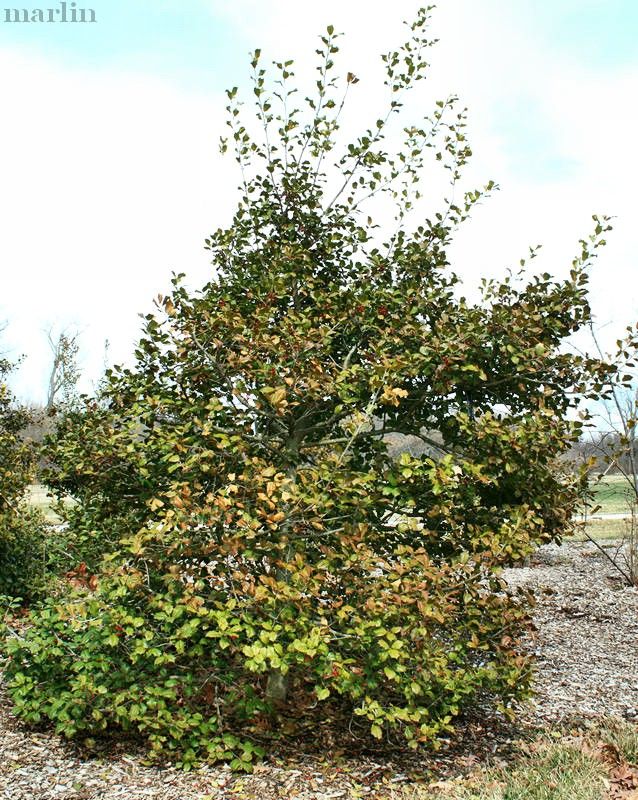 American Holly 'Miss Helen'