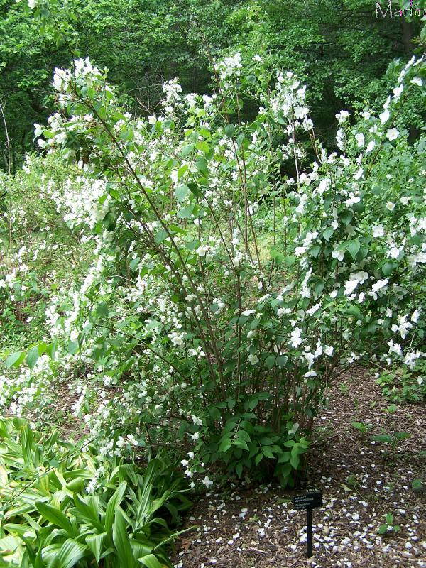 color photo mock orange shrub