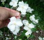 Mock Orange 