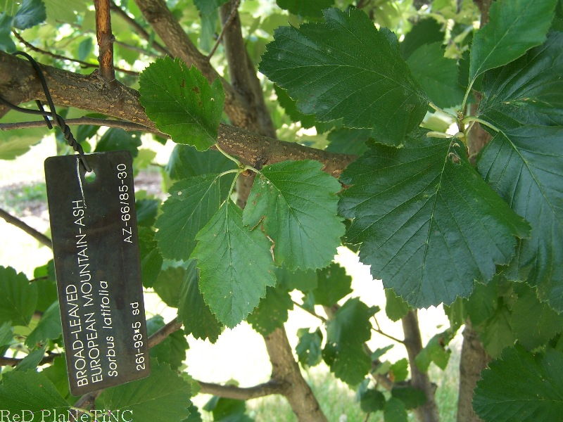 European Mountain-ash