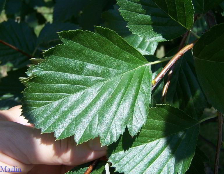 European mountain-ash foliage