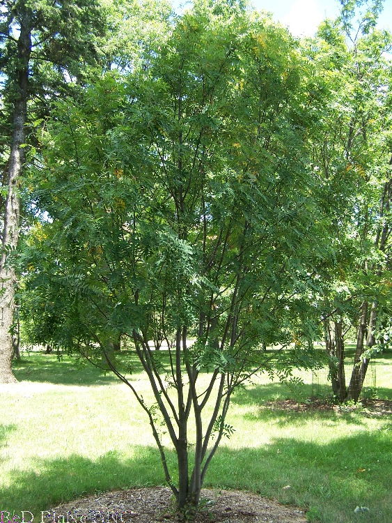 Hupeh Mountain-ash - Sorbus hupehensis