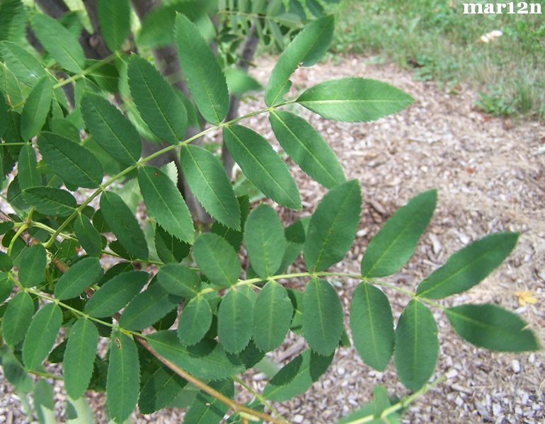 Amur Mountain-ash foliage