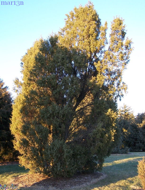 Needle Juniper - Juniperus rigida