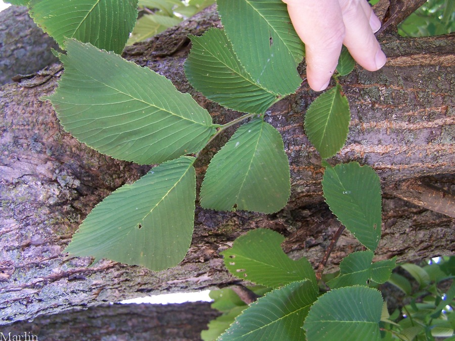 Nikko Elm foliage and bark