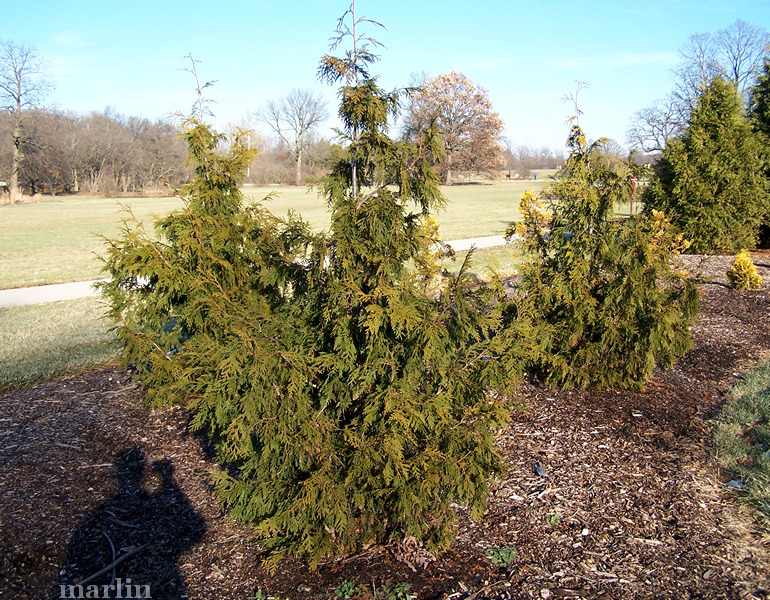 Nordic Spire Arborvitae