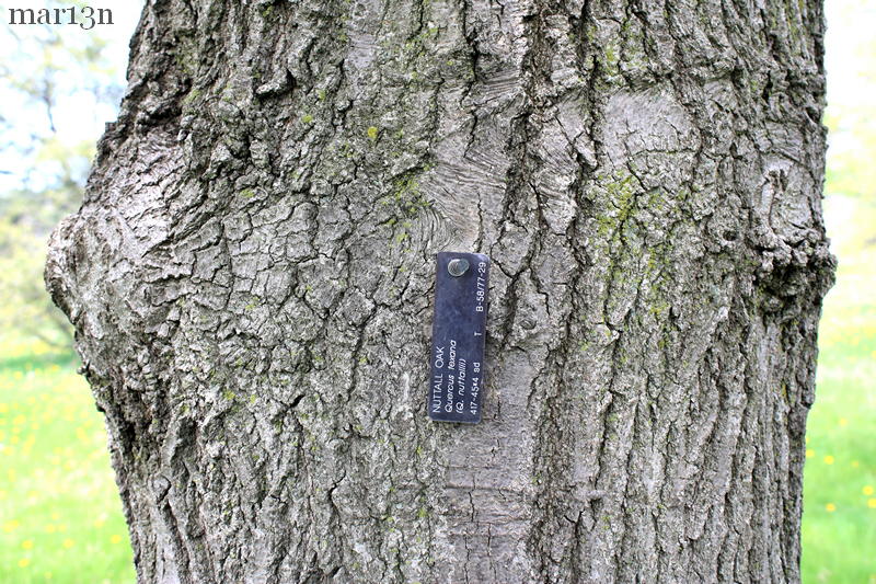 Nutall's oak bark