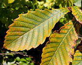 Mongolian Oak - Quercus mongolica