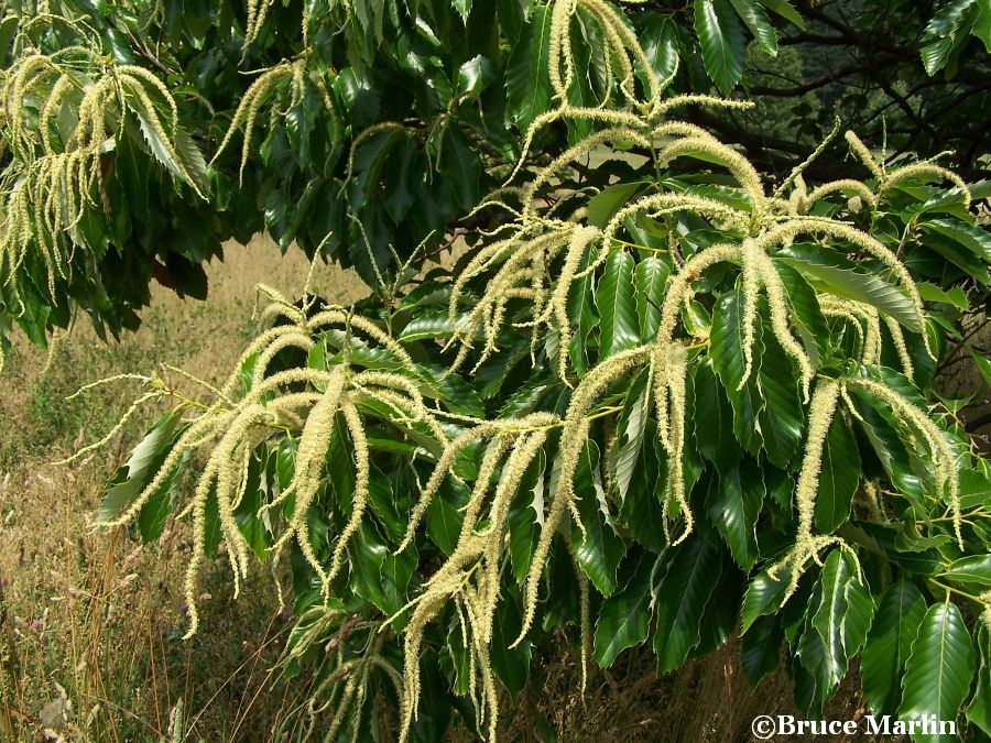 Chestnut Catkins