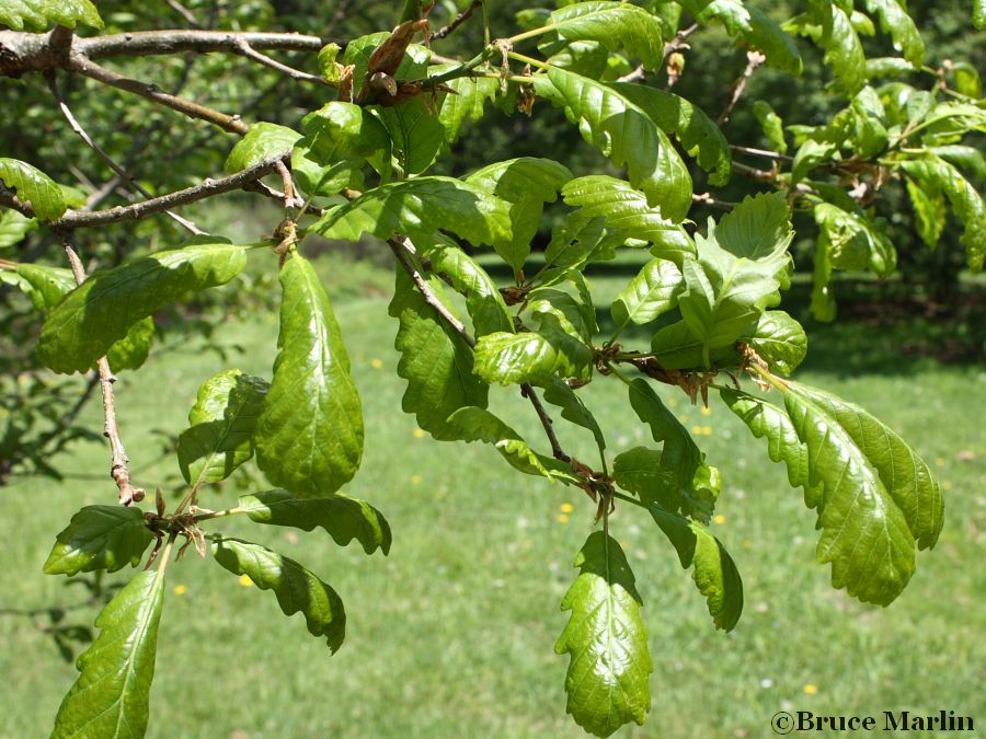 Durmast Oak foliage