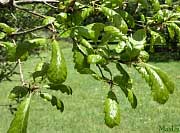 Durmast or Sessile Oak