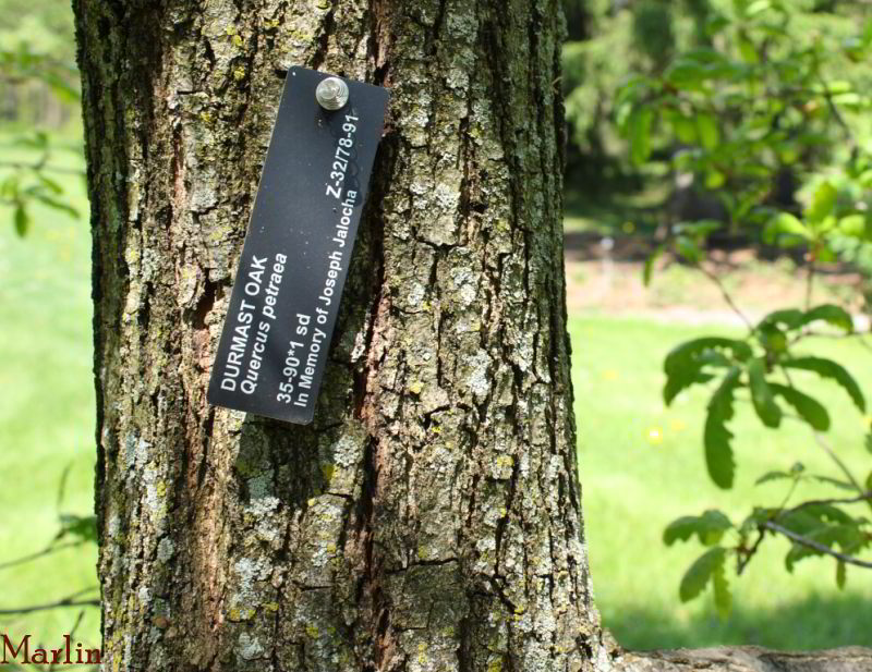 Durmast Oak Bark