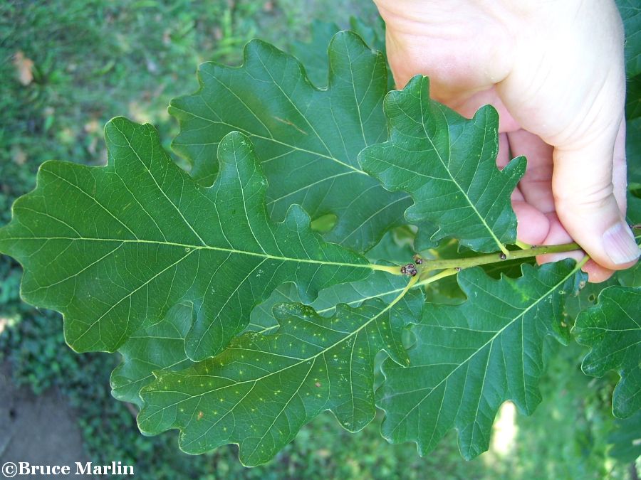 English oak summer foliage