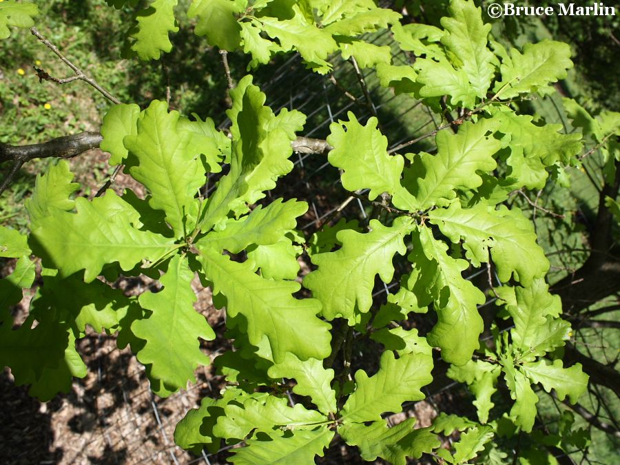 English oak spring foliage