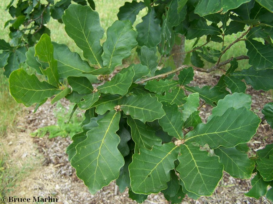 Liaotung Oak foliage