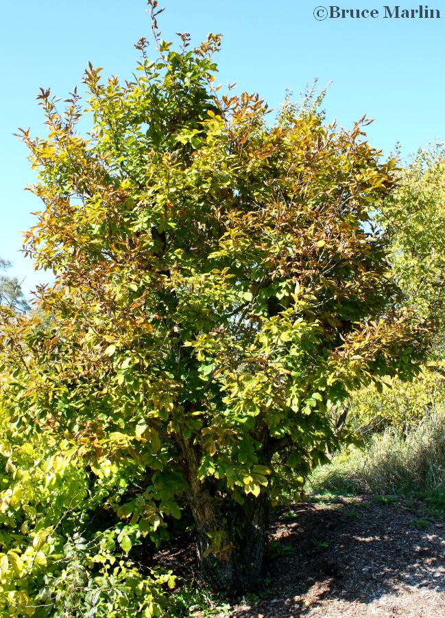 Mongolian Oak