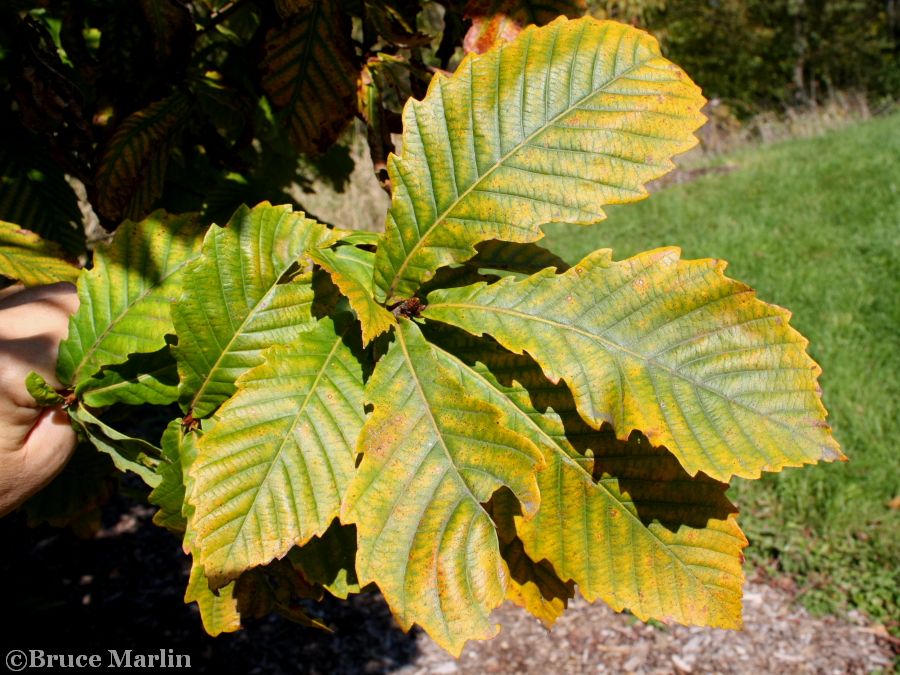 Mongolian Oak foliage