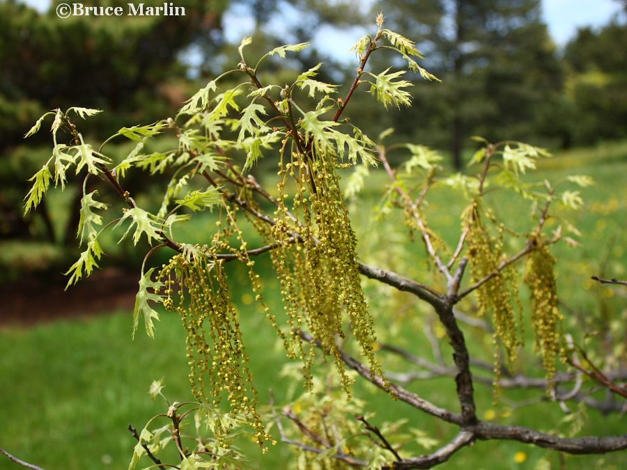 Nutall Oak catkins & foliage