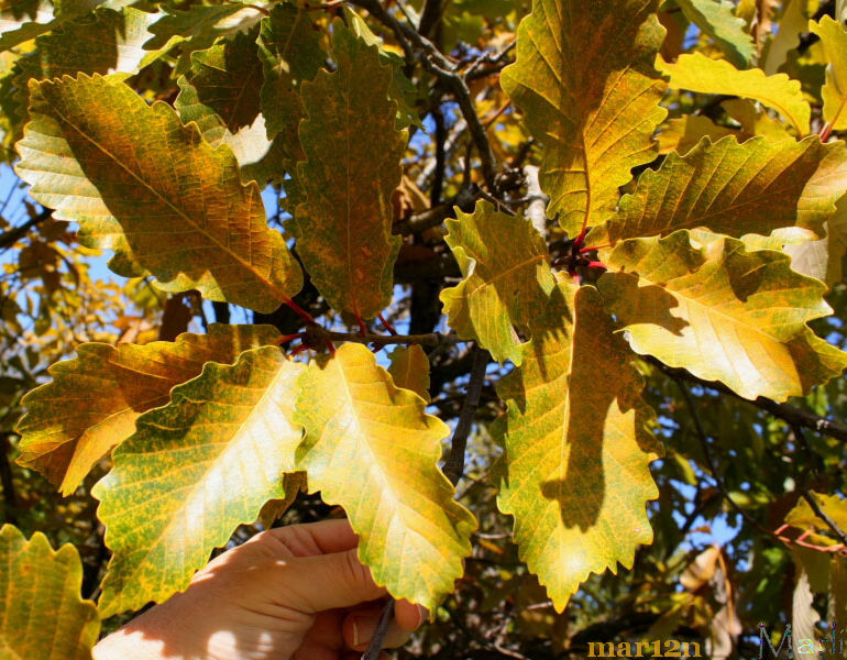 color photo oriental white ok yellow fall foliage