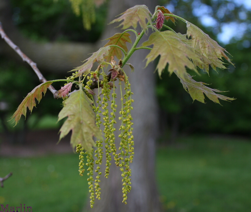 Red Oak spring foliage and catkins