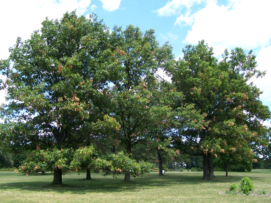 Schoch Oak - Quercus X schochiana
