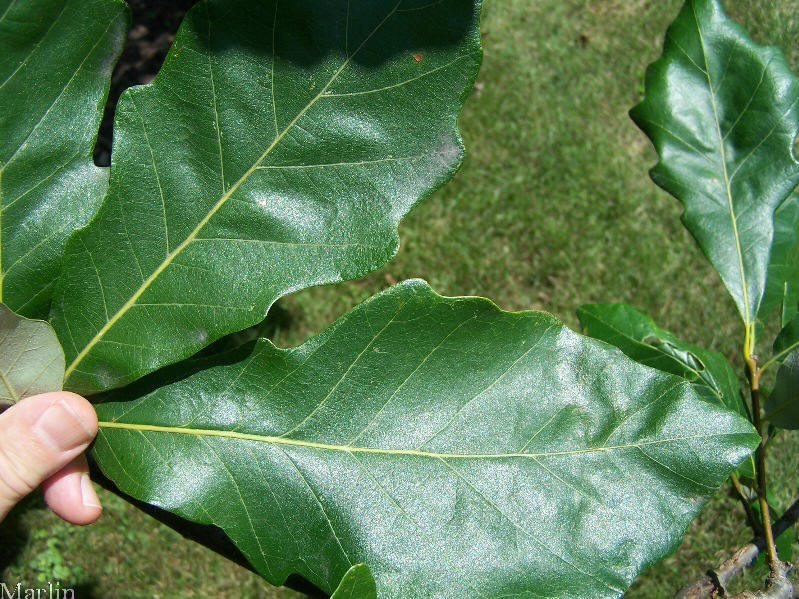 swamp white oak foliage