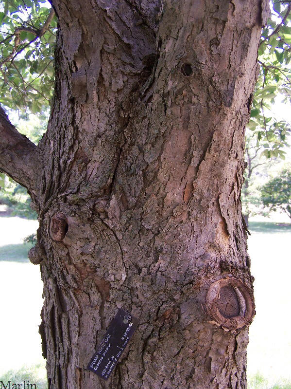 swamp white oak bark