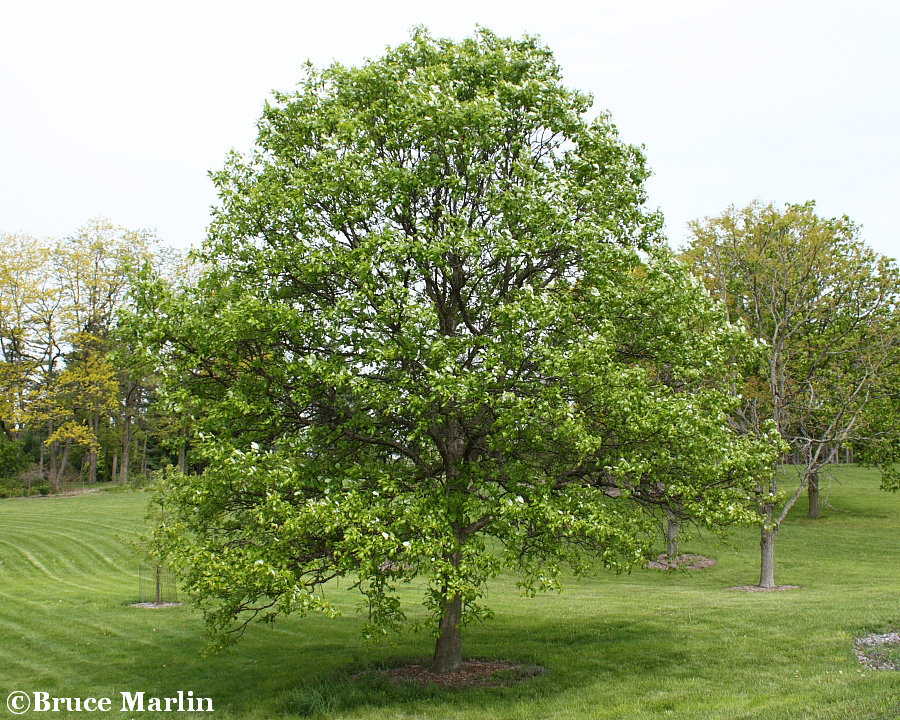 Swamp White Oak Quercus Bicolor North American Insects Spiders