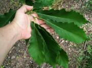 Image: Oak Leaves