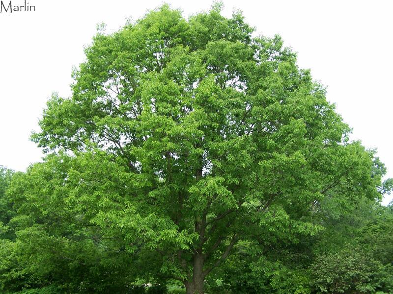 Chinquapin Oak Tree