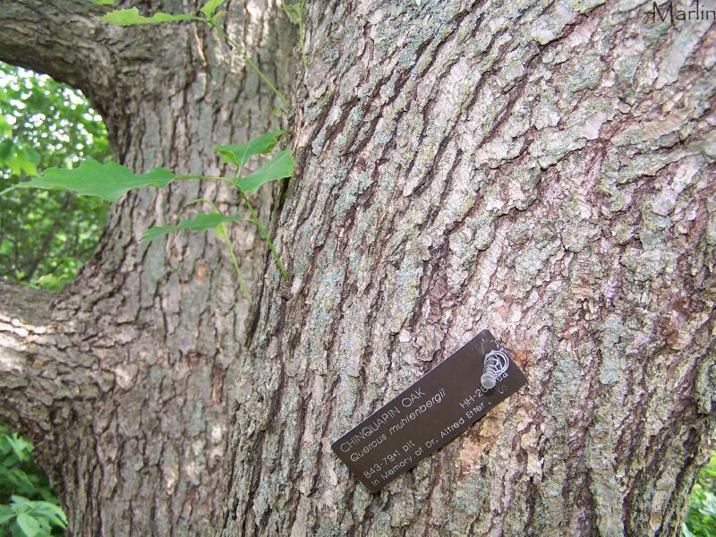 Chinkapin Oak Bark