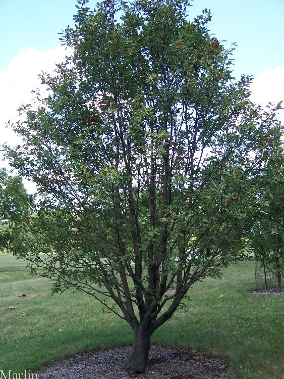 Oakleaf Mountain-Ash Tree