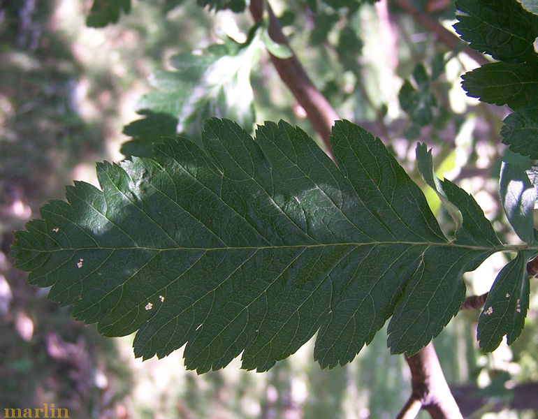 Oakleaf Mountain-Ash Leaflet