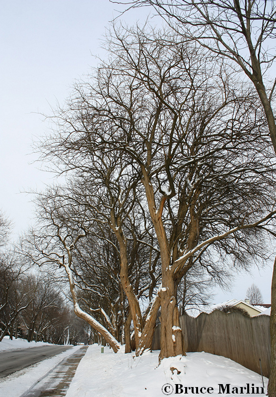 Osage Orange Tree