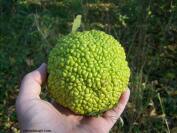 Osage Orange Tree