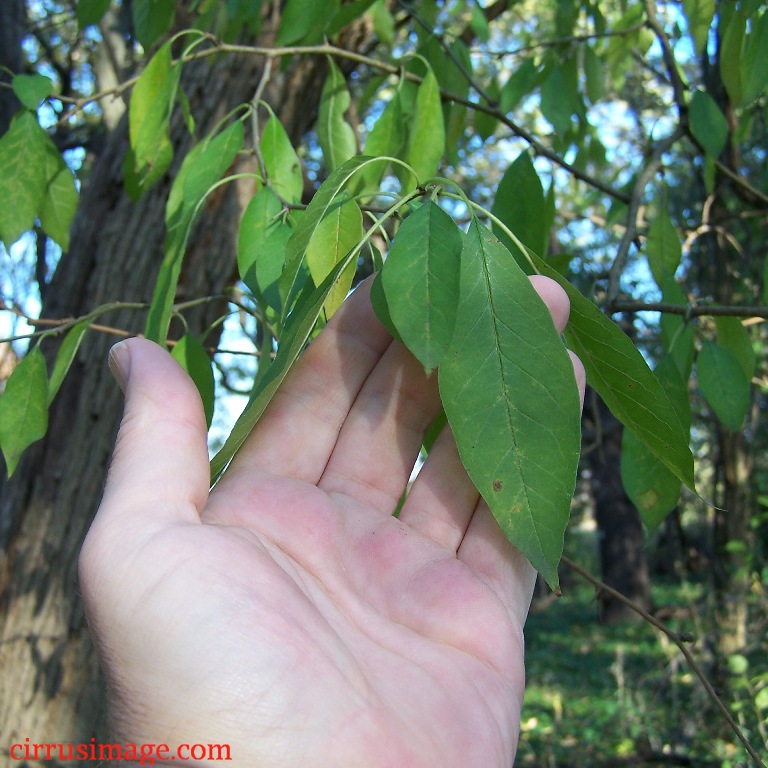 Image: Osage Orange Leaves