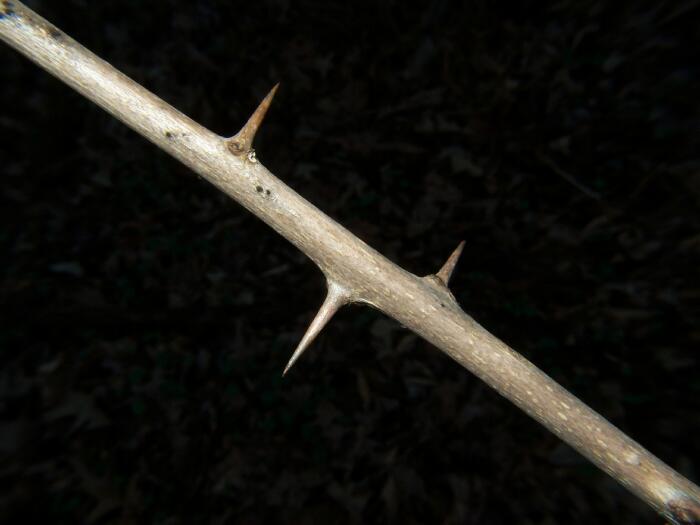 Osage Orange Thorns