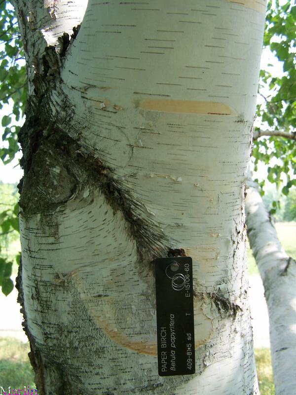 Betula papyrifera (Canoe Birch, Kenai Birch, Mountain Paper Birch,  Paperbark birch, Paper Birch, White Birch)