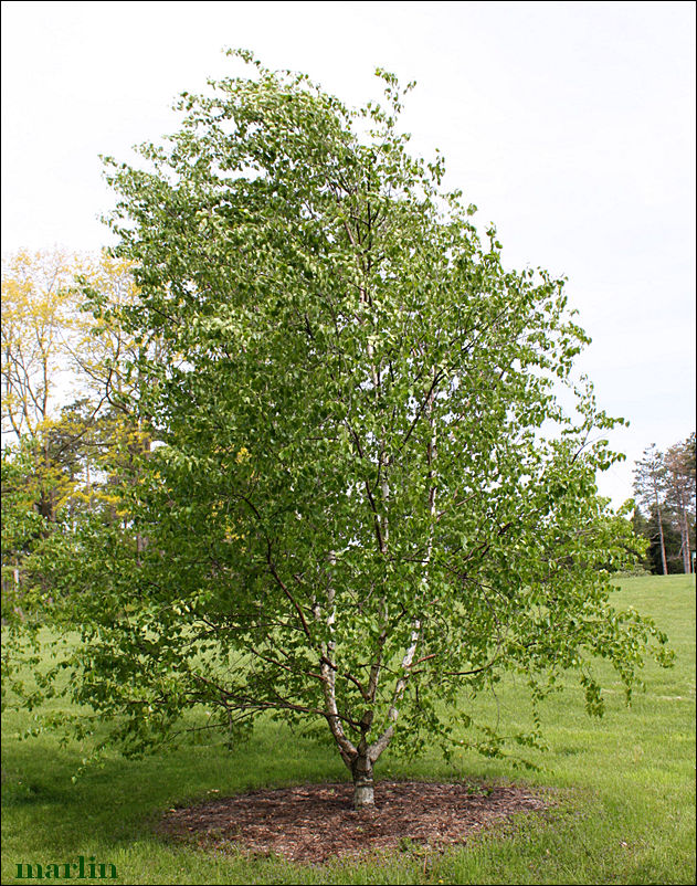 Paper Birch - Betula papyrifera