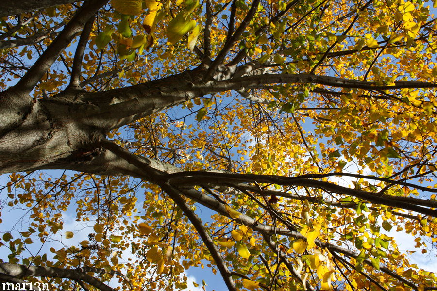 Pendent Silver Linden canopy in fall colors