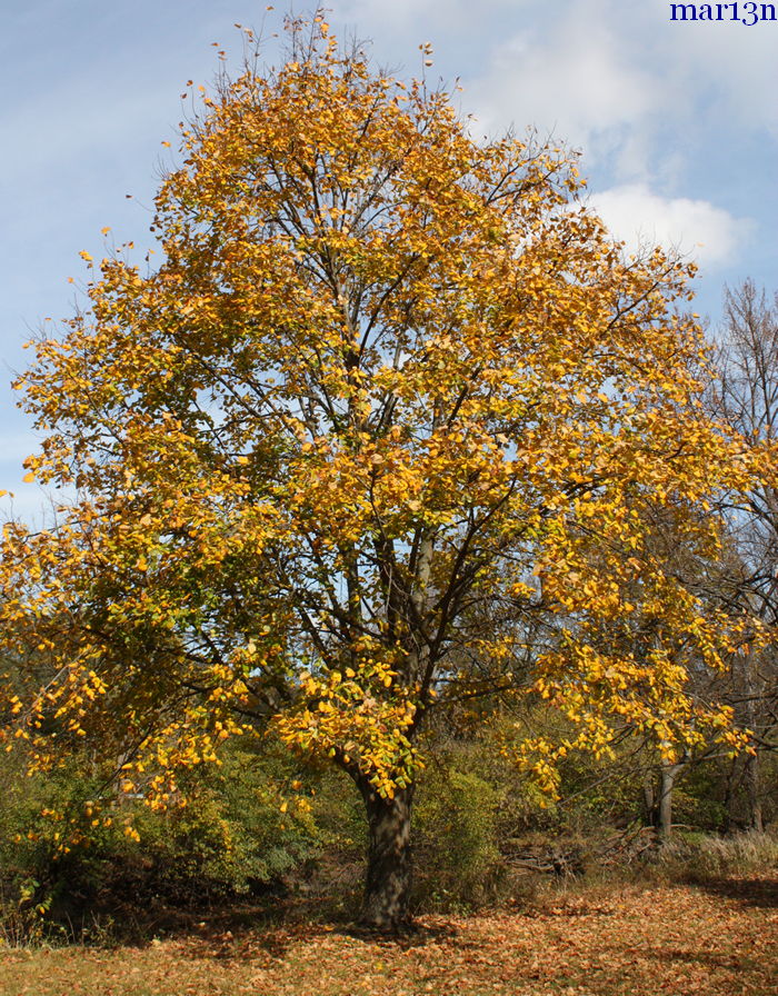 Pendent Silver Linden - Tilia petiolaris