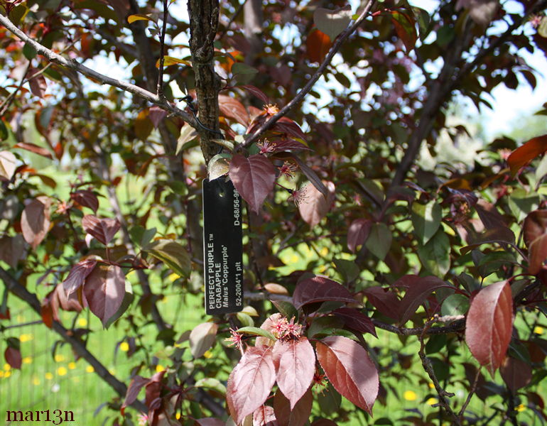 Perfect Purple Crabapple blossoms