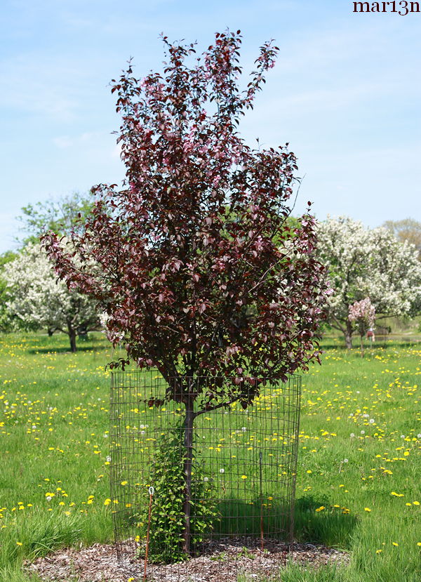 Perfect Purple Crabapple