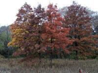 Pin Oak