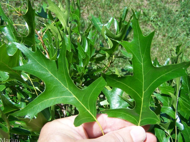 Pin Oak foliage