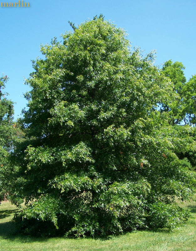 Pin Oak Tree in Summer