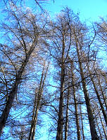 European Larch