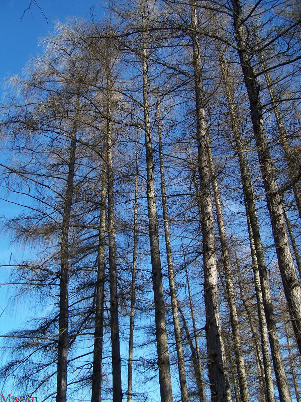 color photograph European larch at the Morton Arboretum