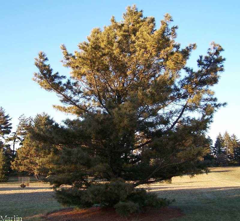 Korean Pine