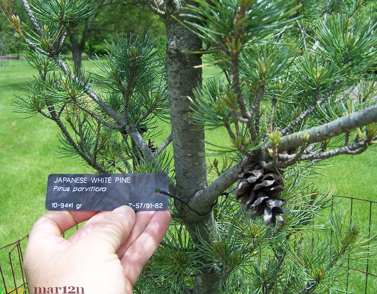 Japanese White Pine cones & foliage